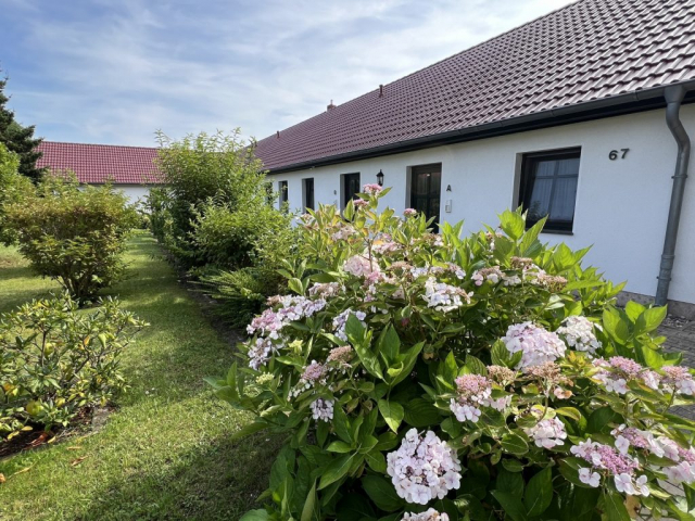 Hortensienpracht im Garten der Wohnanlage in der Dorfstrasse