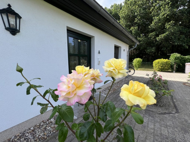 Rosenstrauch mit gelben Blüten im Vorgarten